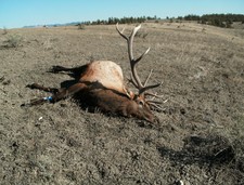 A nice bull we got in the open  